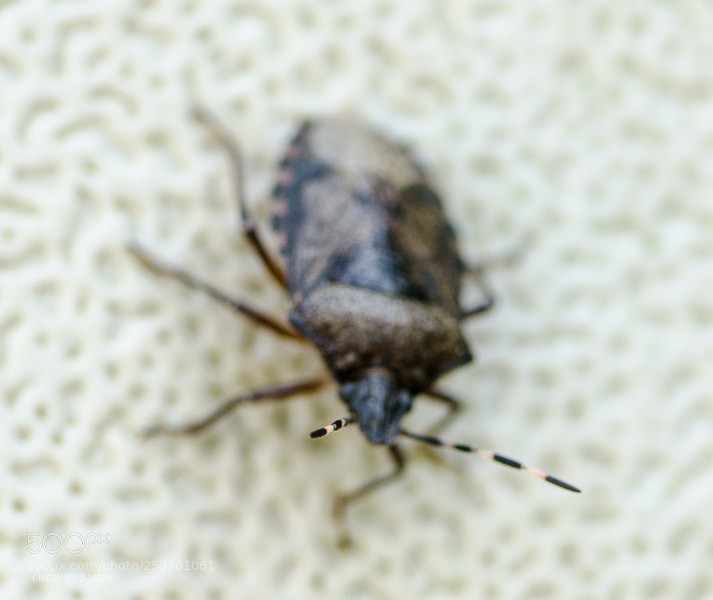 Nikon D7000 sample photo. Insect iii photography