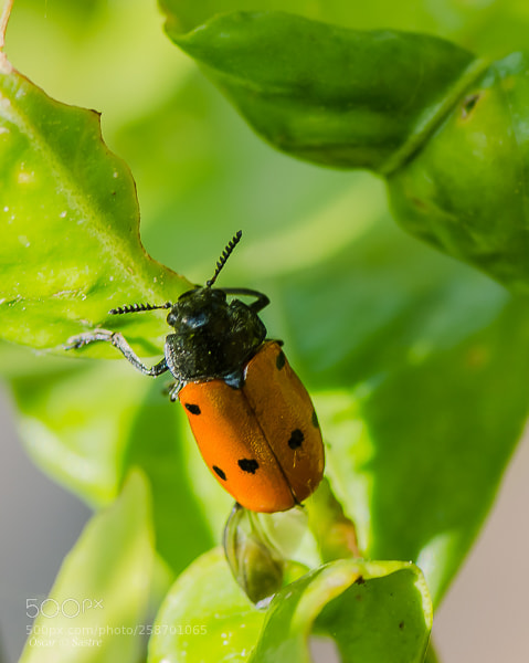 Nikon D7000 sample photo. Insect ii photography