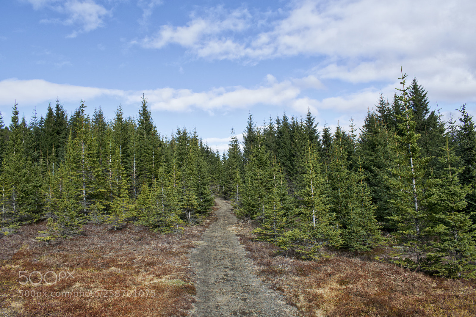 Nikon D3300 sample photo. Forest in hei m photography