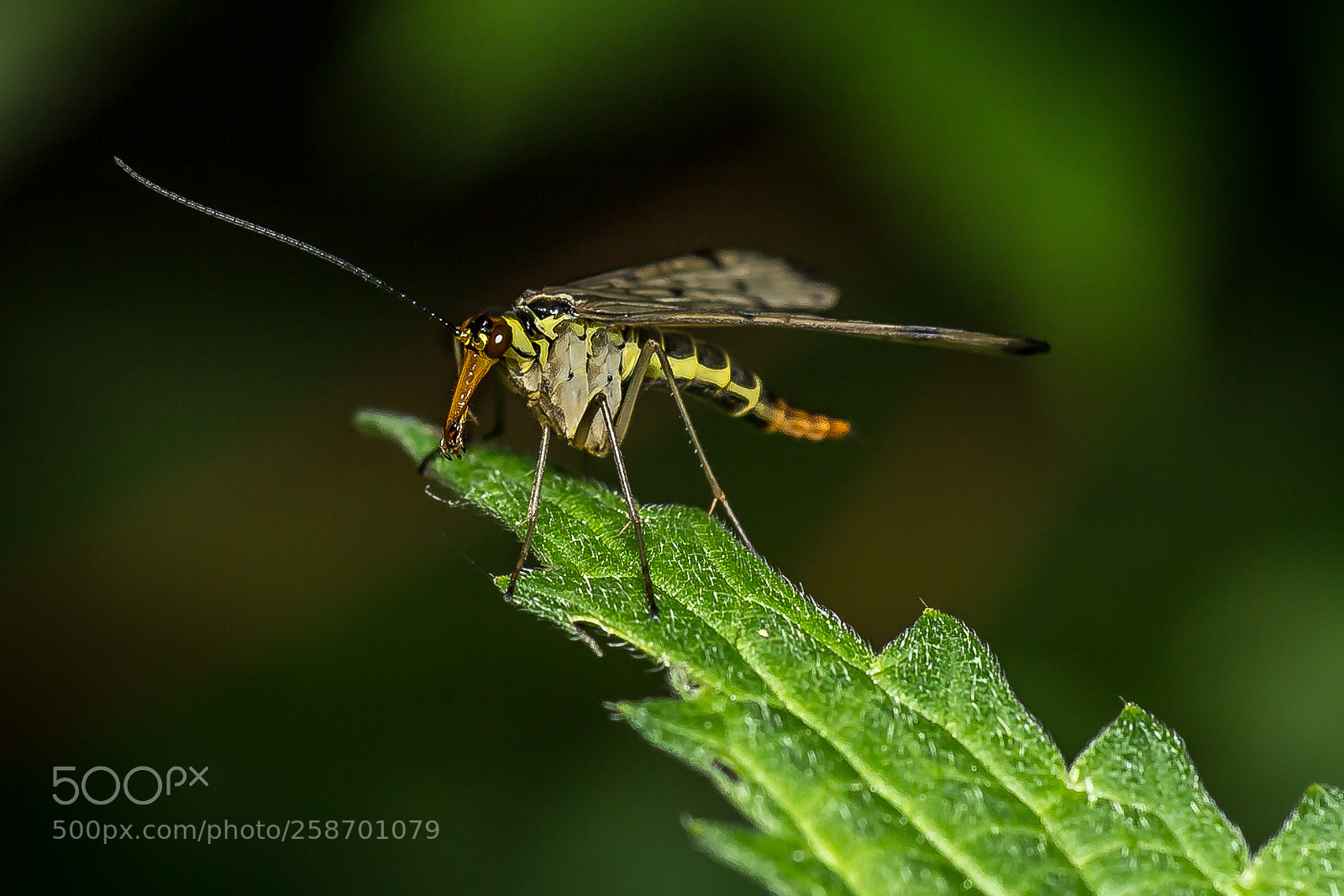 Canon EOS 60D sample photo. Skorpionfliege photography