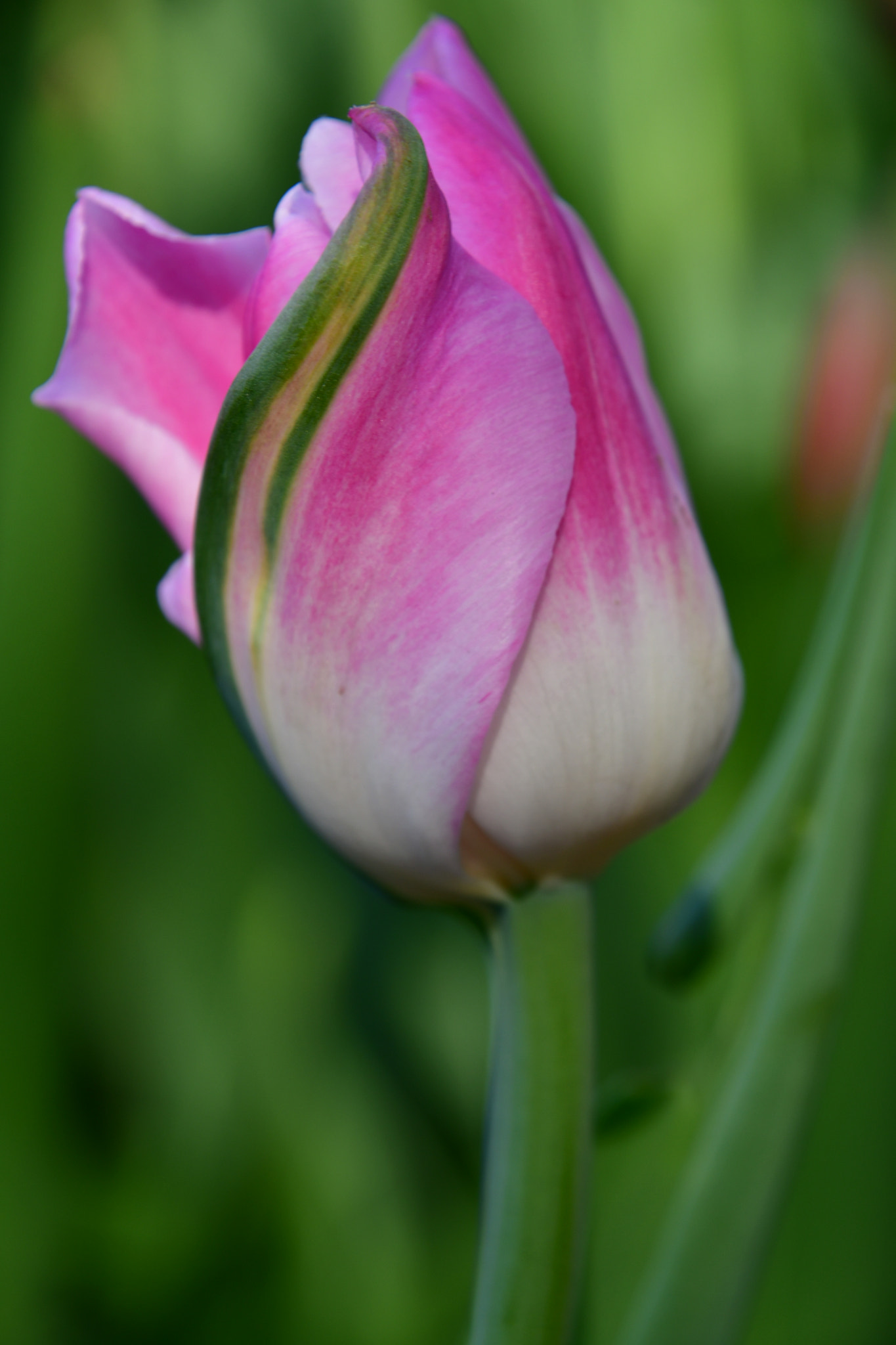 Nikon D7500 sample photo. Twisted  photography
