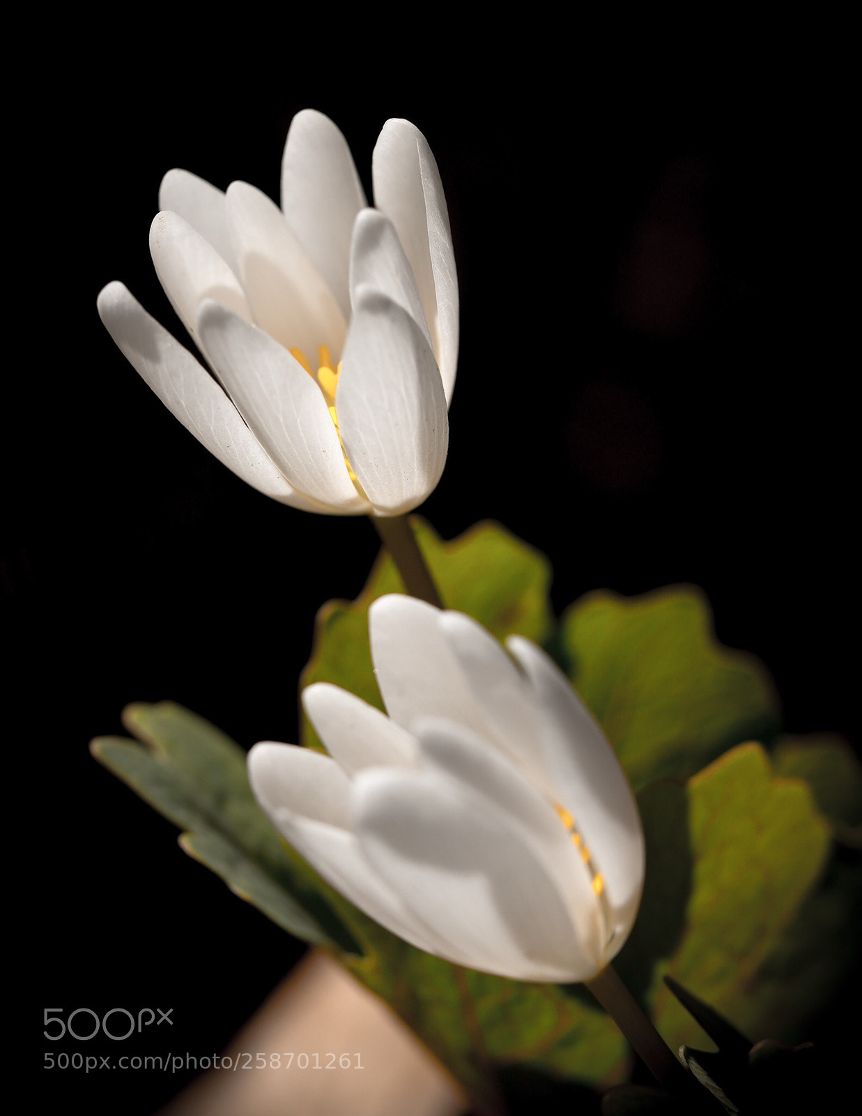 Canon EOS 5D Mark IV sample photo. Bliss bloom photography