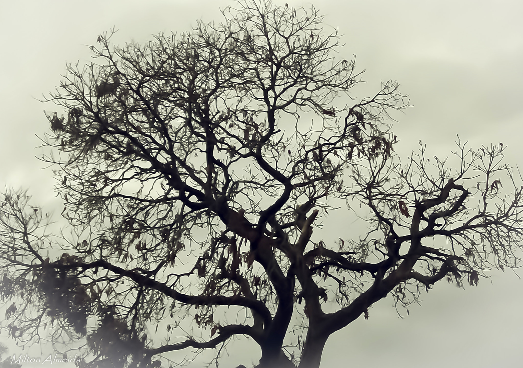 Kodak ZX1 POCKET VIDEO CAMERA sample photo. Dead tree photography