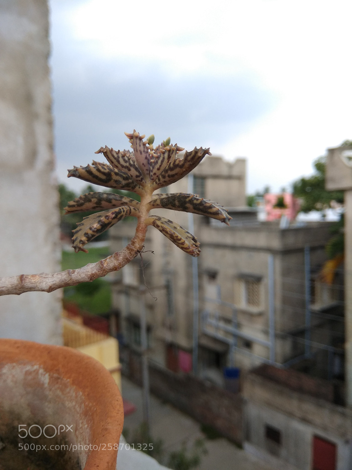 Xiaomi Redmi Note 4 sample photo. Untitled photography