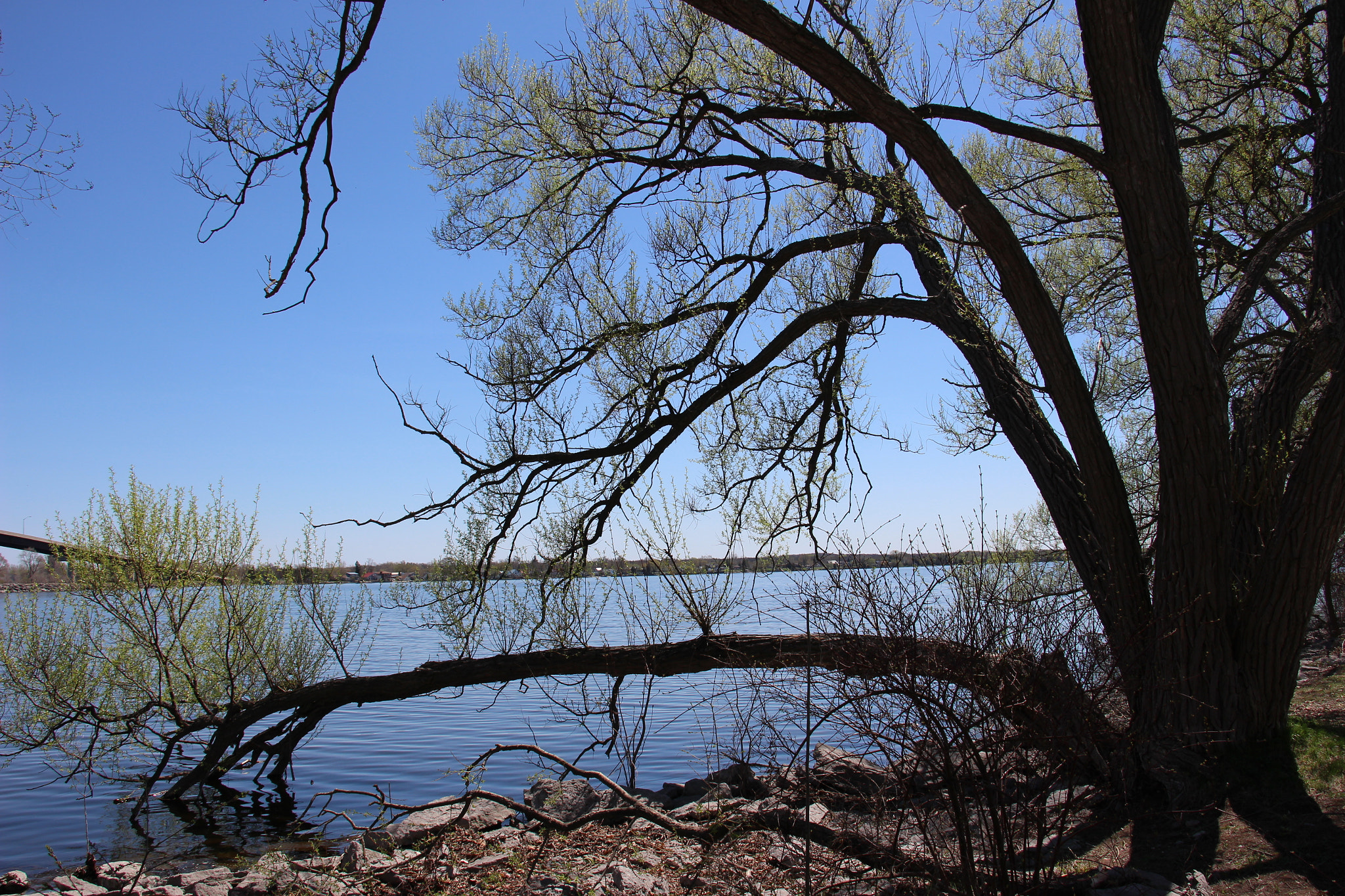 Canon EOS 100D (EOS Rebel SL1 / EOS Kiss X7) sample photo. Belleville, ontario, canda photography
