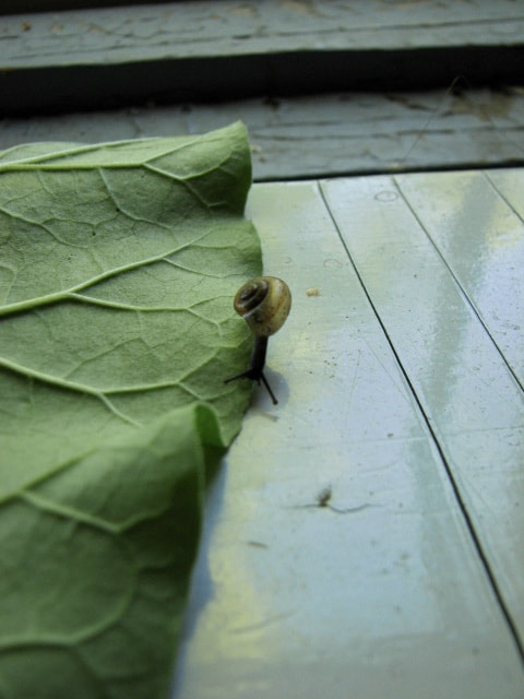 Canon POWERSHOT S3 IS sample photo. Little snail photography