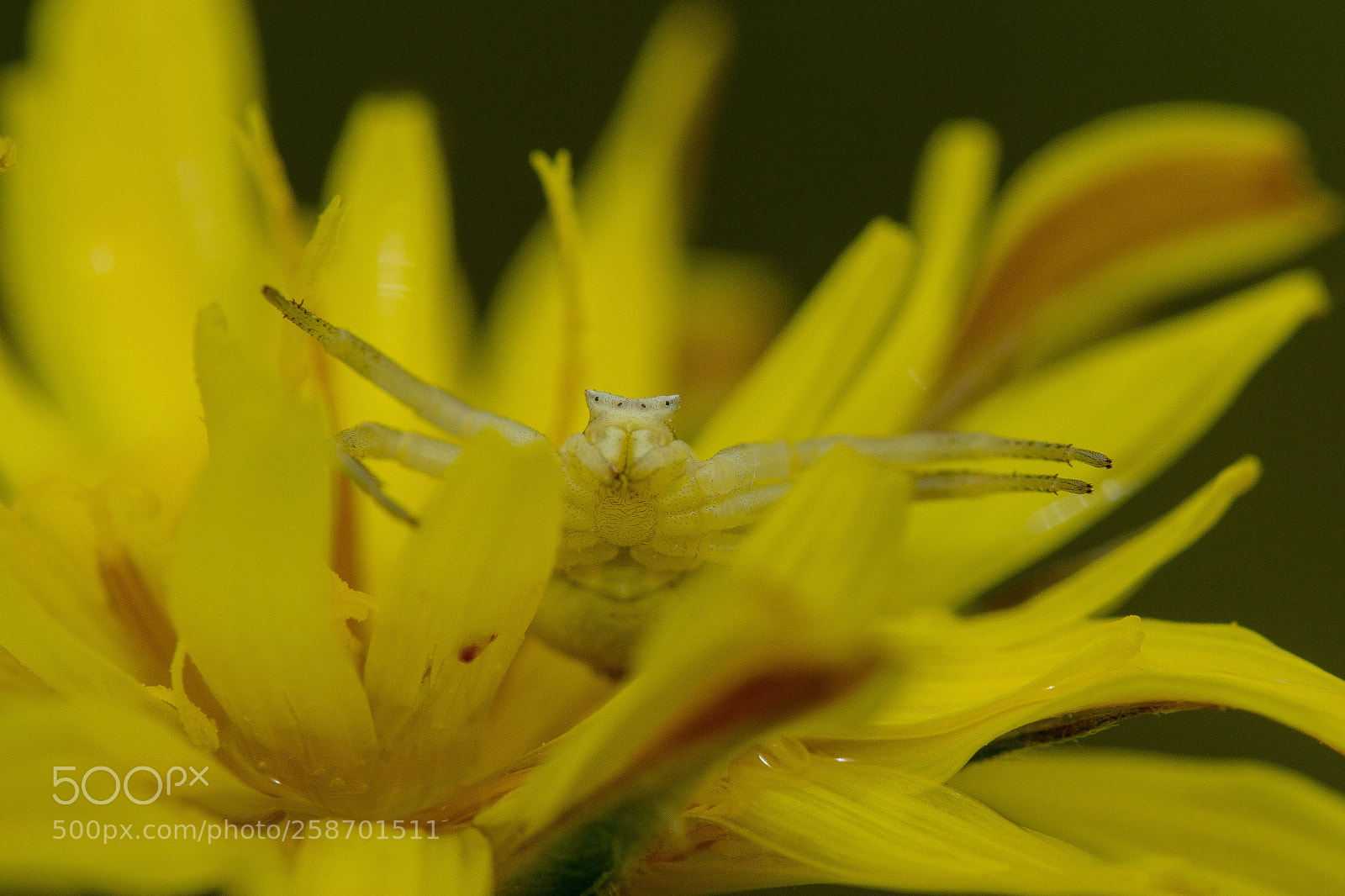 Sony SLT-A77 sample photo. Spider photography