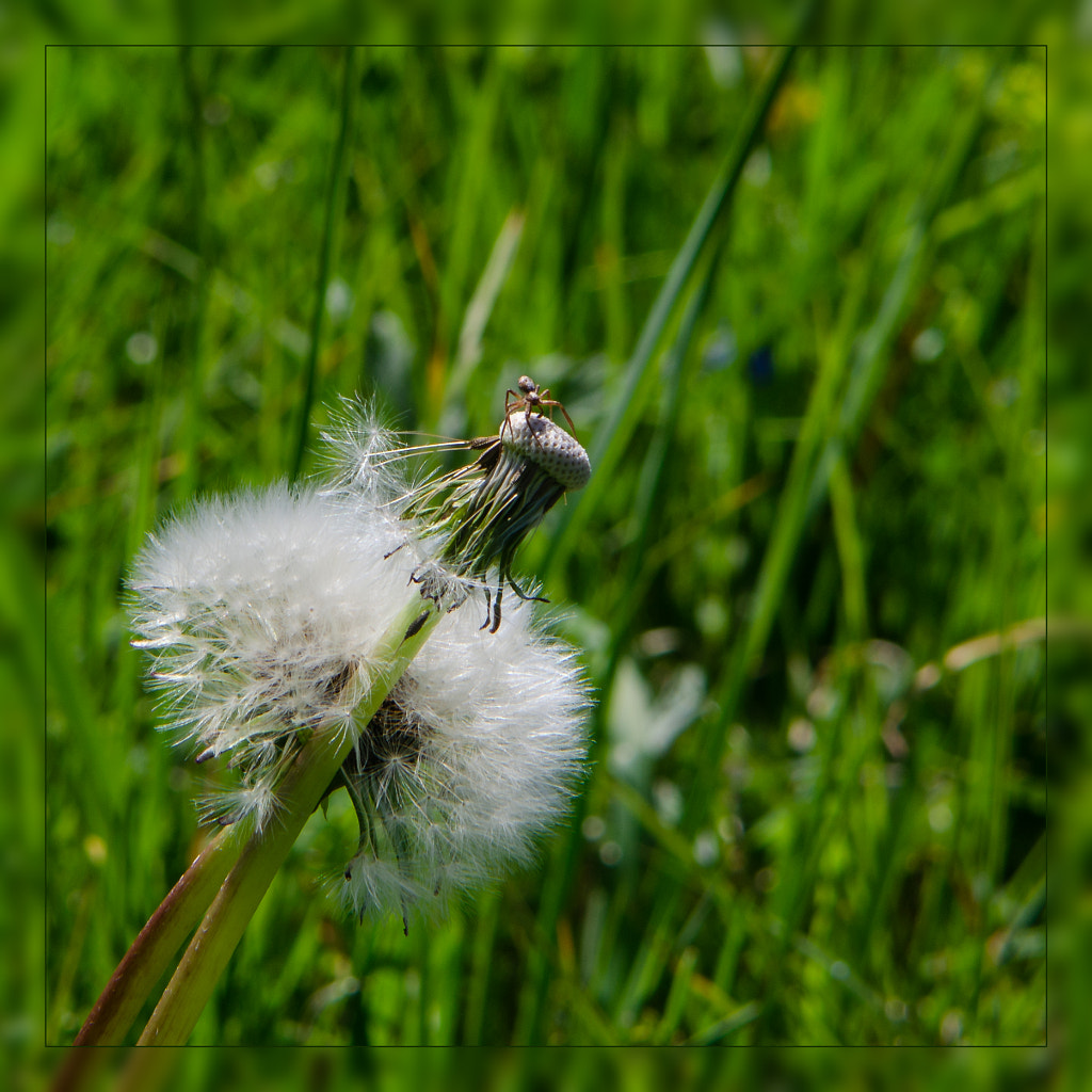 spider von dirk derbaum auf 500px.com