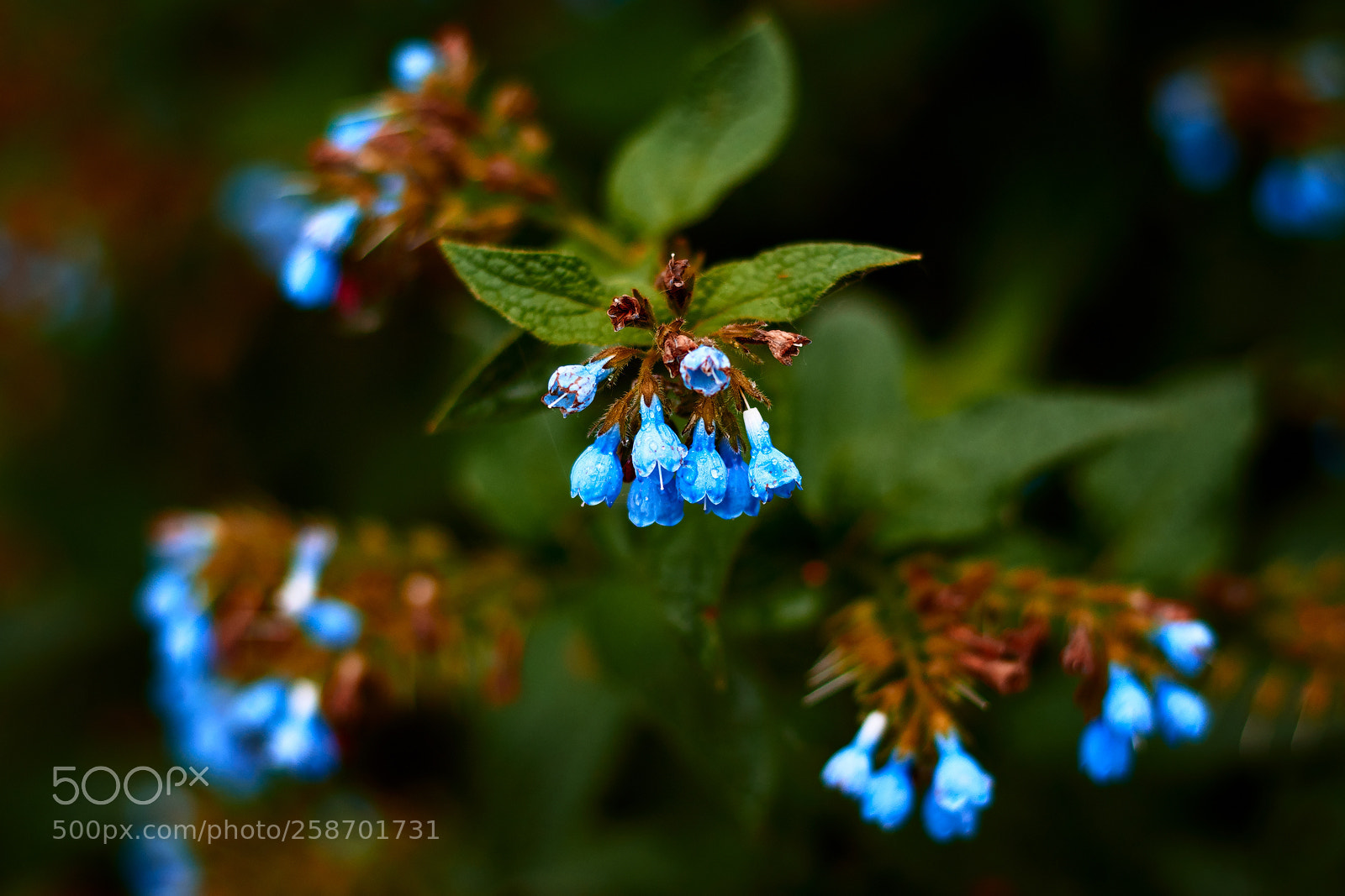 Nikon D7200 sample photo. Tiny blue flowers photography
