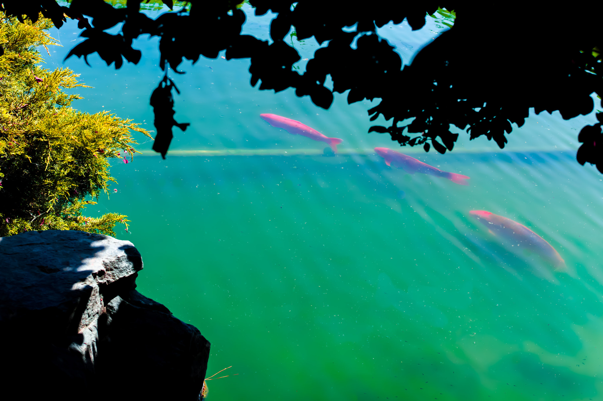 Sigma dp2 Quattro sample photo. Koi fish photography