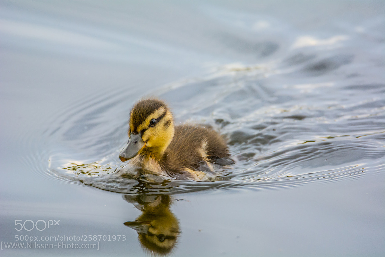 Nikon D7100 sample photo. Baby duck photography