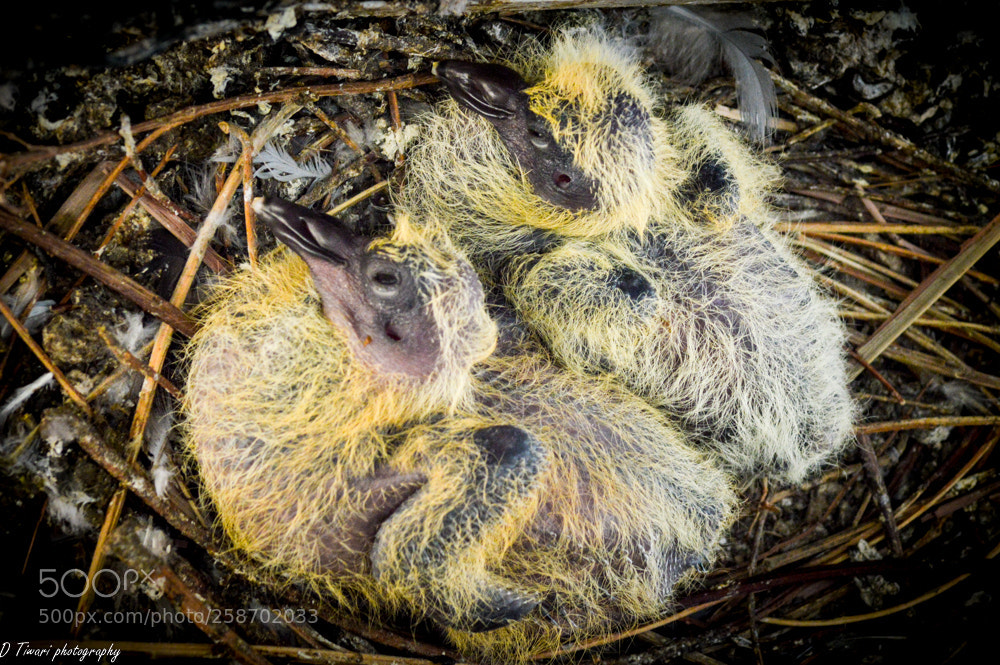 Nikon D3200 sample photo. Babies photography