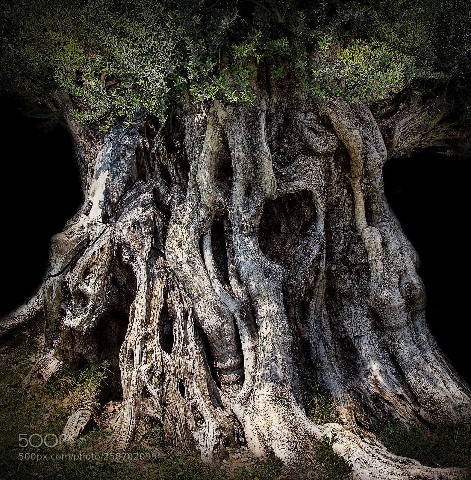 Canon EOS 6D sample photo. Tree of life photography