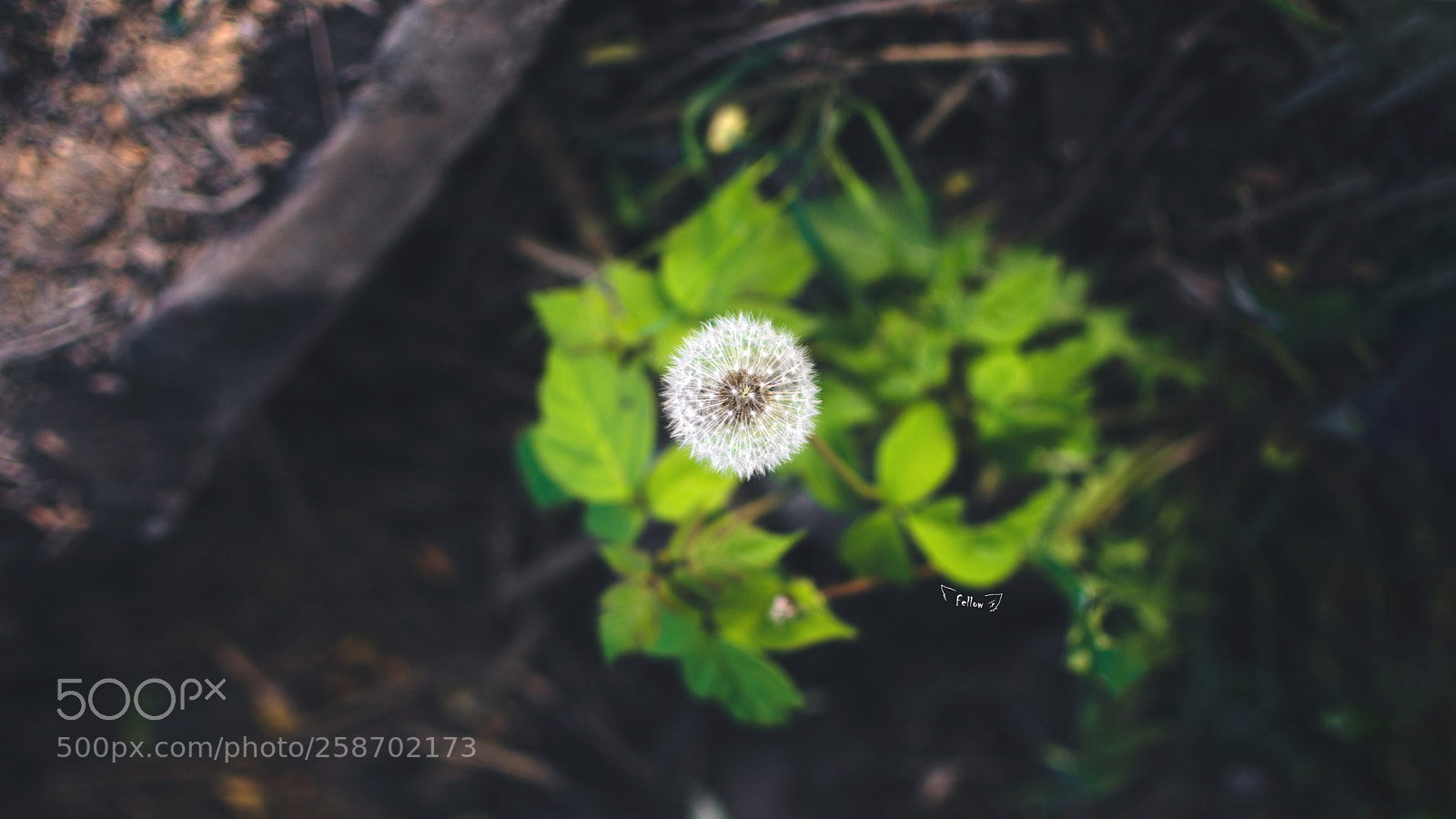 Nikon D7000 sample photo. In the spotlight photography