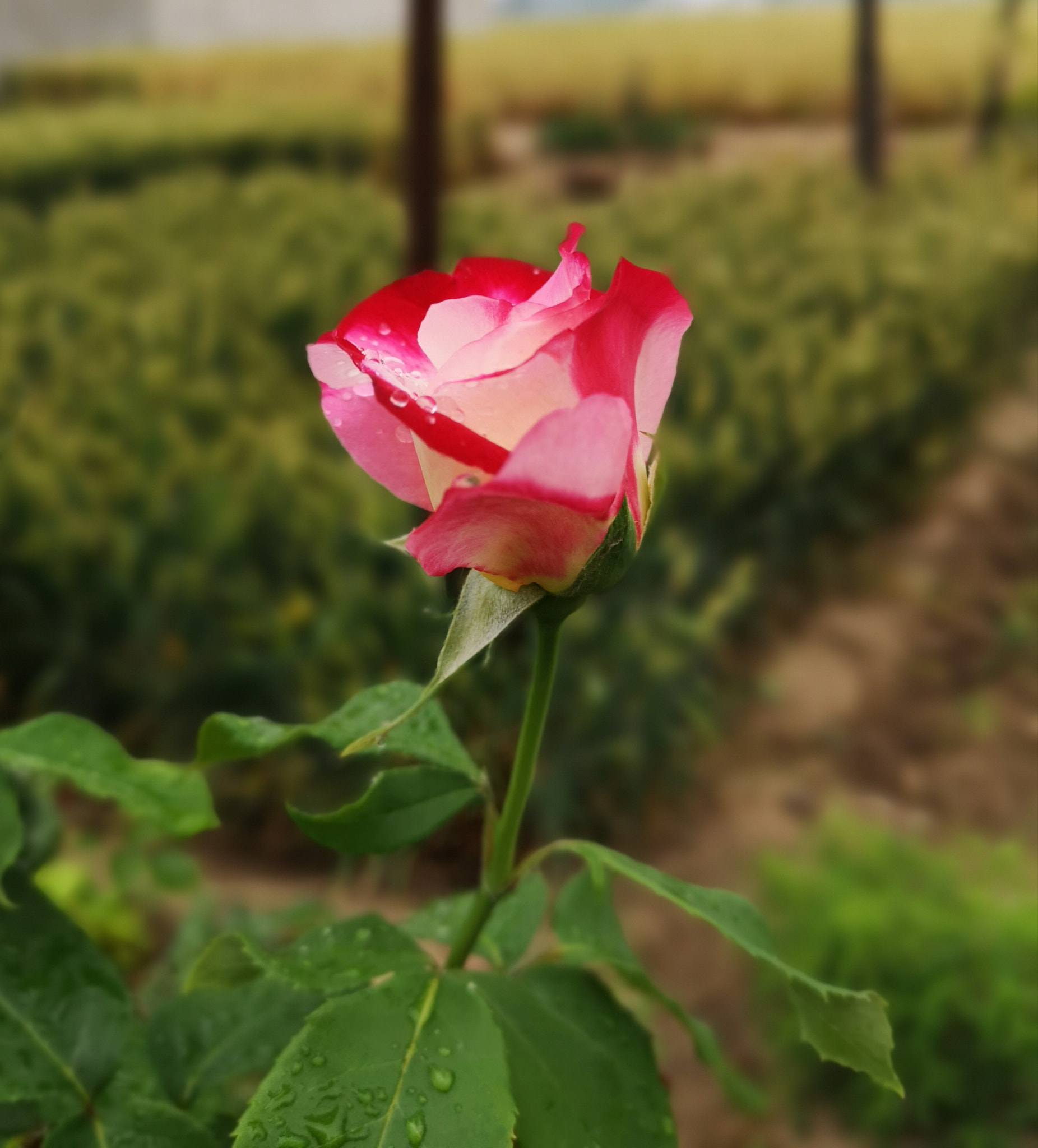 HUAWEI P20 Pro sample photo