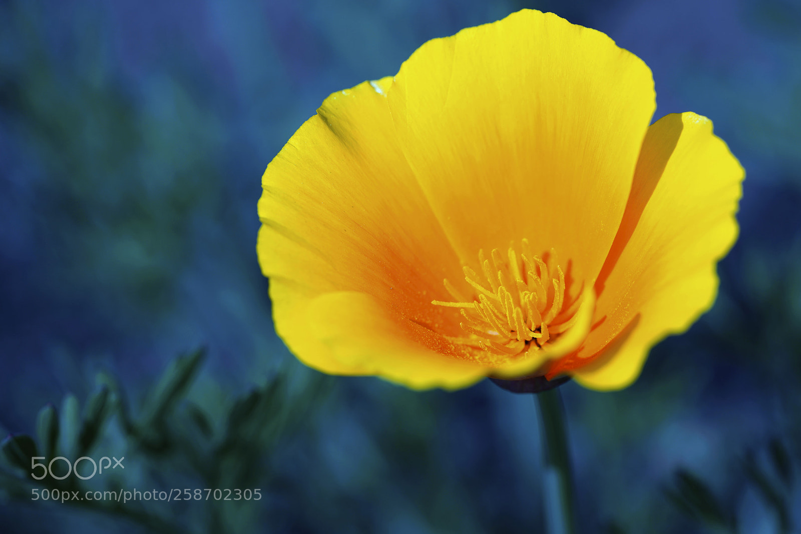Sony a7R III sample photo. Ar photography