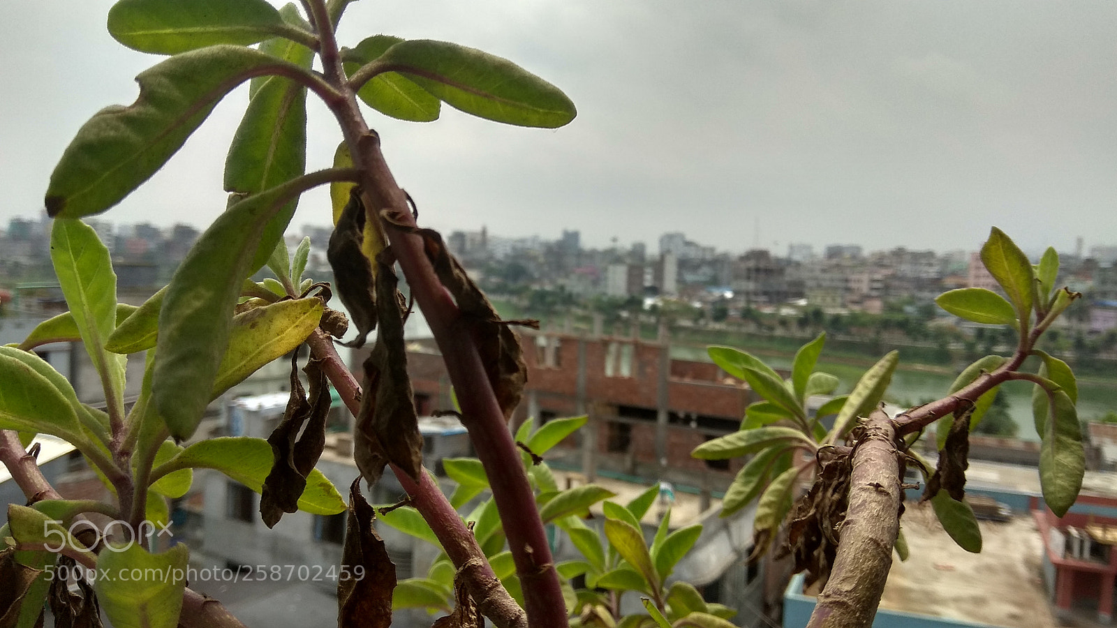 Xiaomi Redmi Note 4 sample photo. Untitled photography