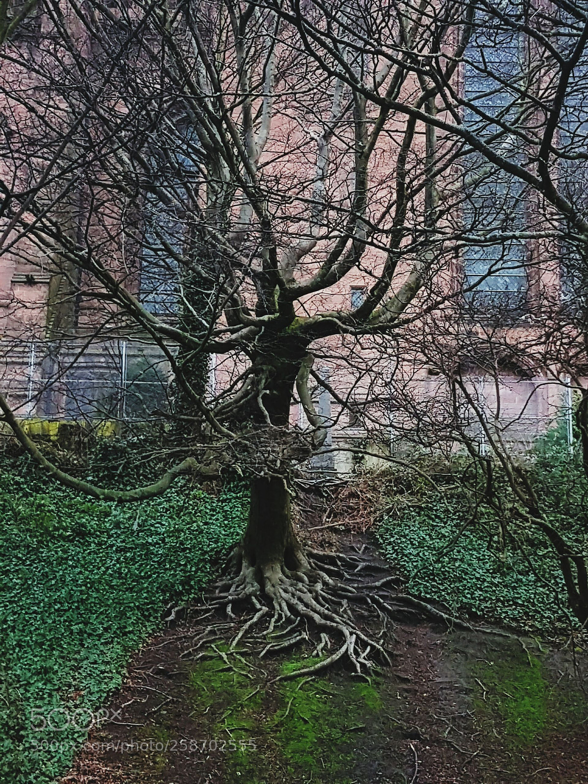 Samsung Galaxy S7 Edge sample photo. Tree roots photography