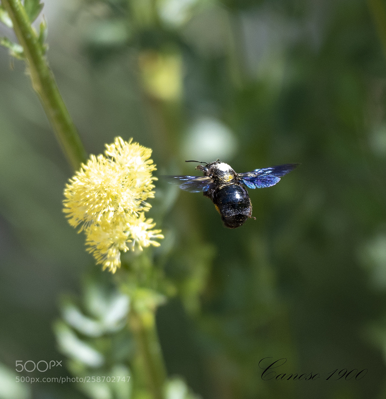 Nikon D810 sample photo. Vuelo photography