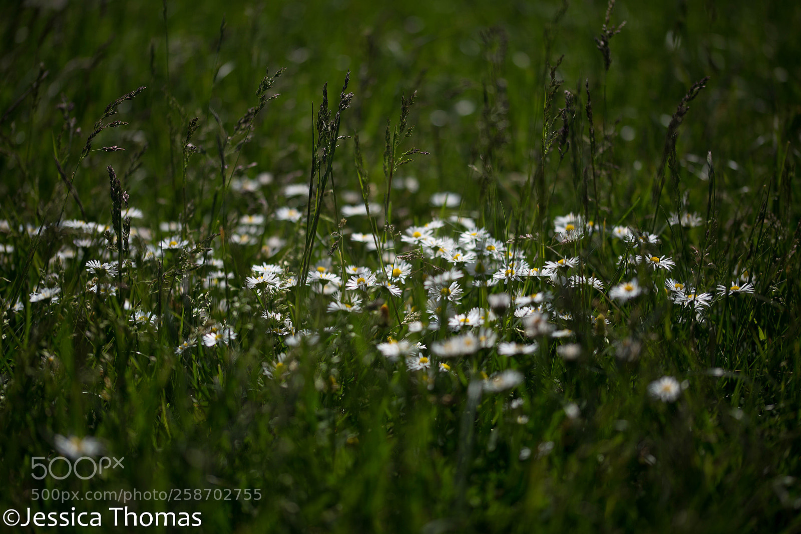 Canon EOS 6D sample photo. Untitled photography