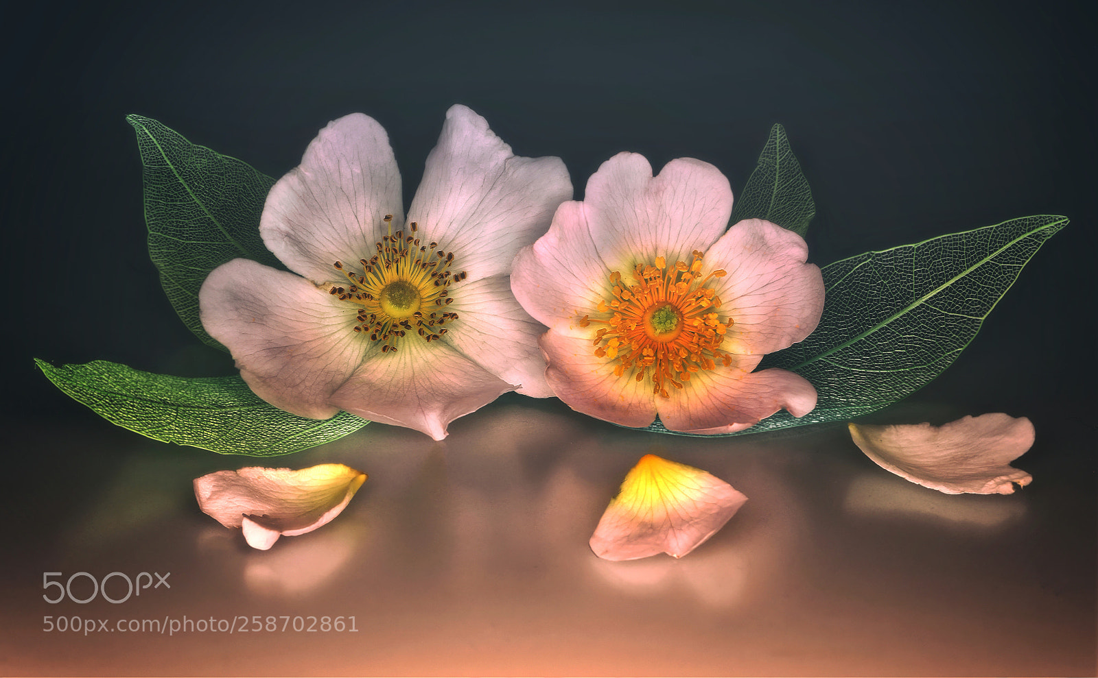 Pentax K-5 sample photo. Nature beauty flowers photography