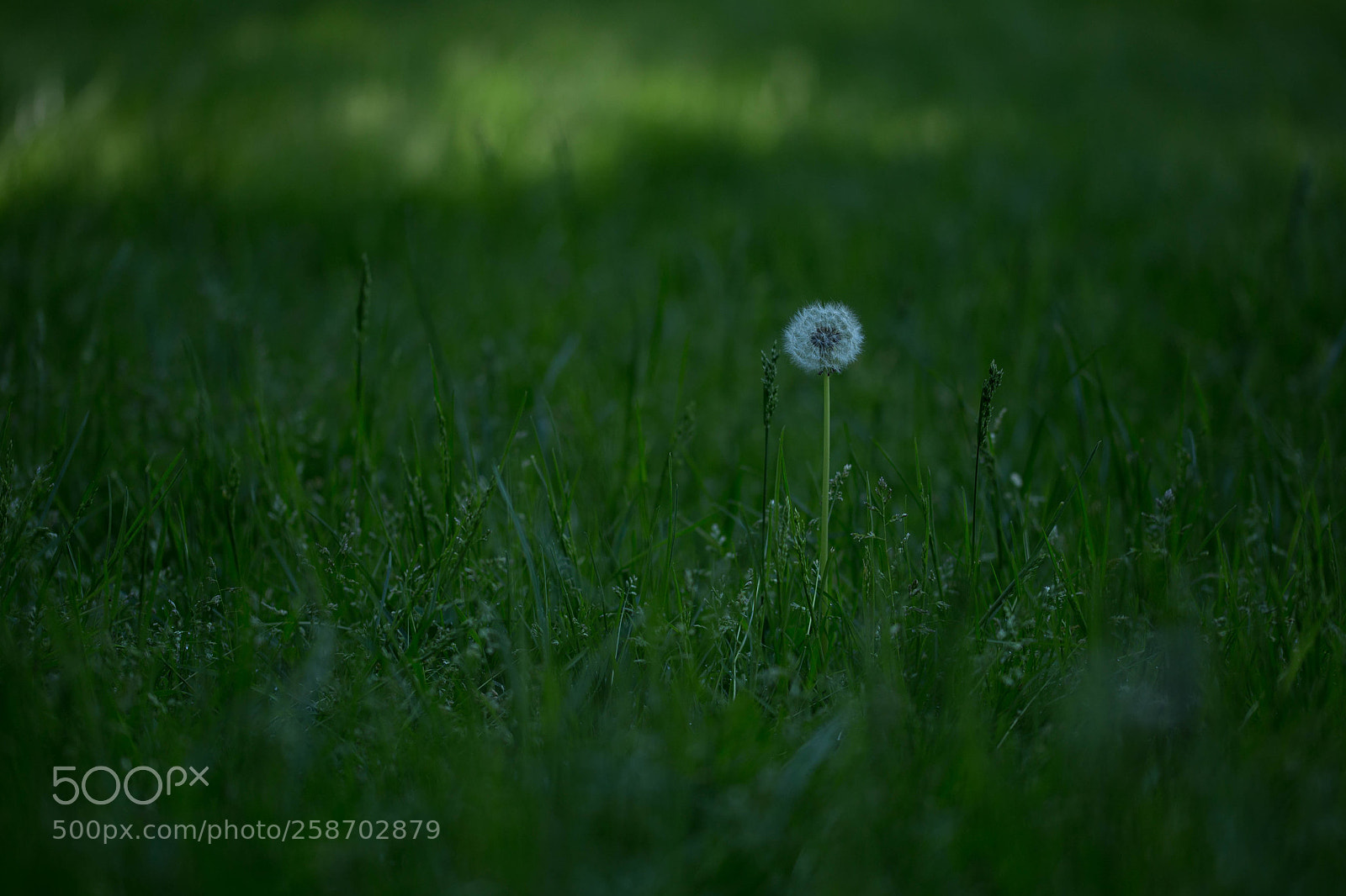 Canon EOS 6D sample photo. Untitled photography