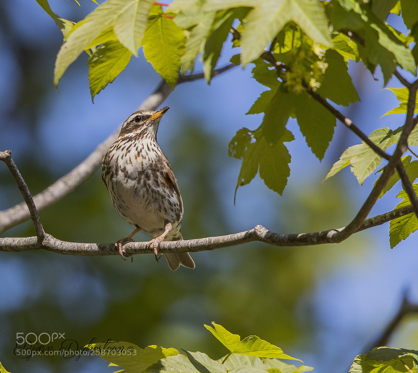 Canon EOS-1D X Mark II sample photo. Redwing photography
