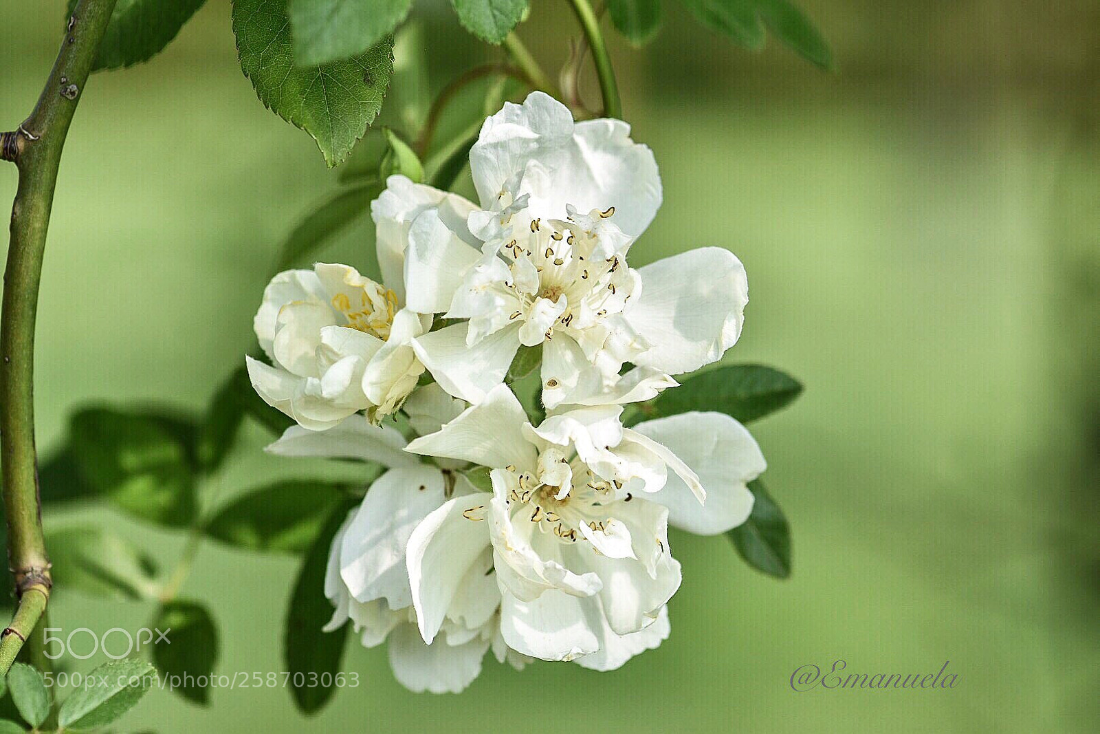 Nikon D7200 sample photo. Green attitudine photography