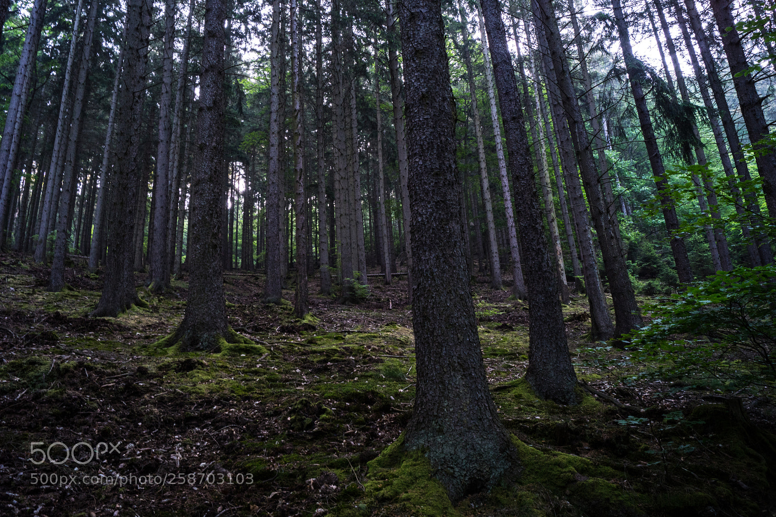 Sony SLT-A68 sample photo. Ausflug photography
