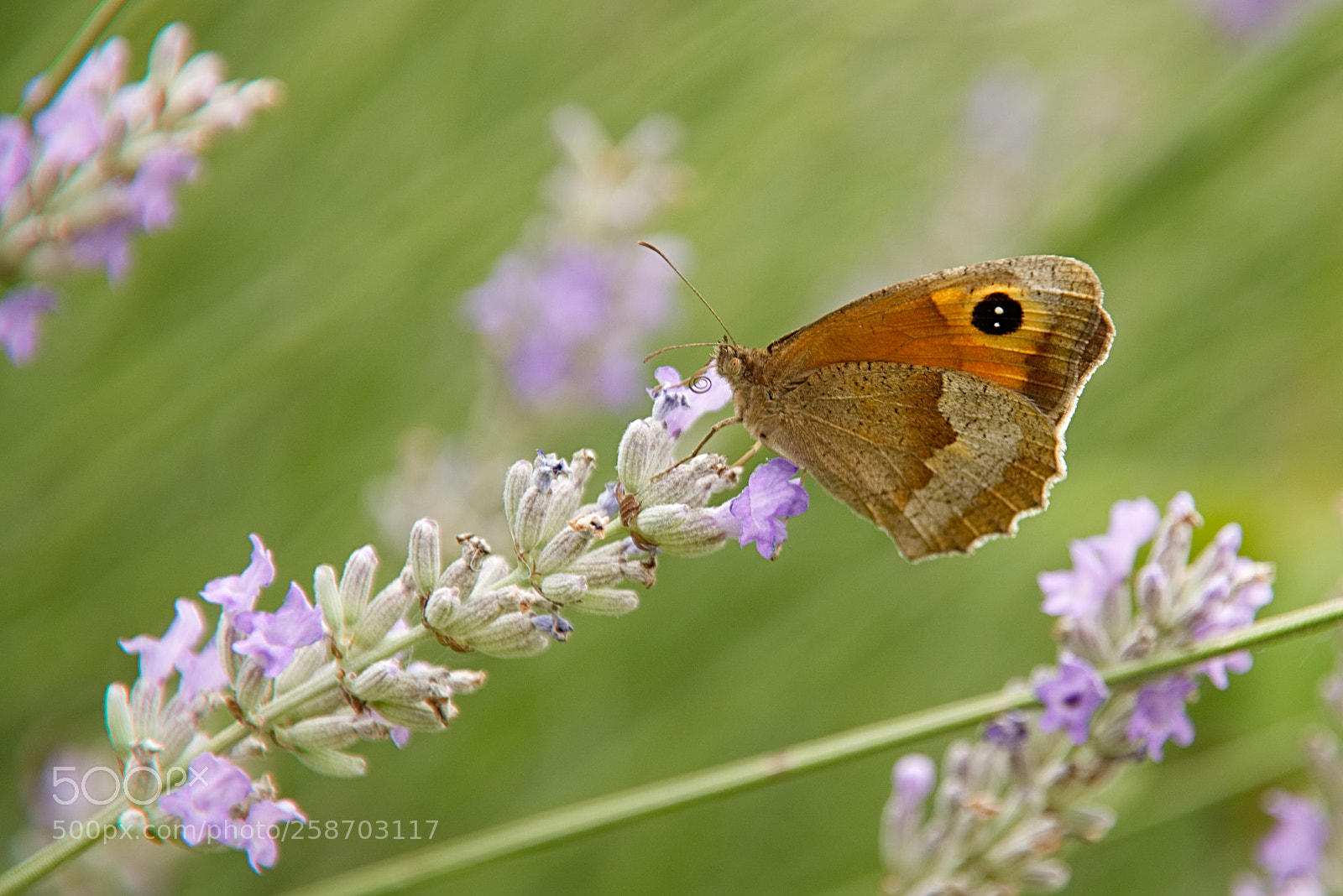 Canon EOS 760D (EOS Rebel T6s / EOS 8000D) sample photo. Myrtil et lavande photography