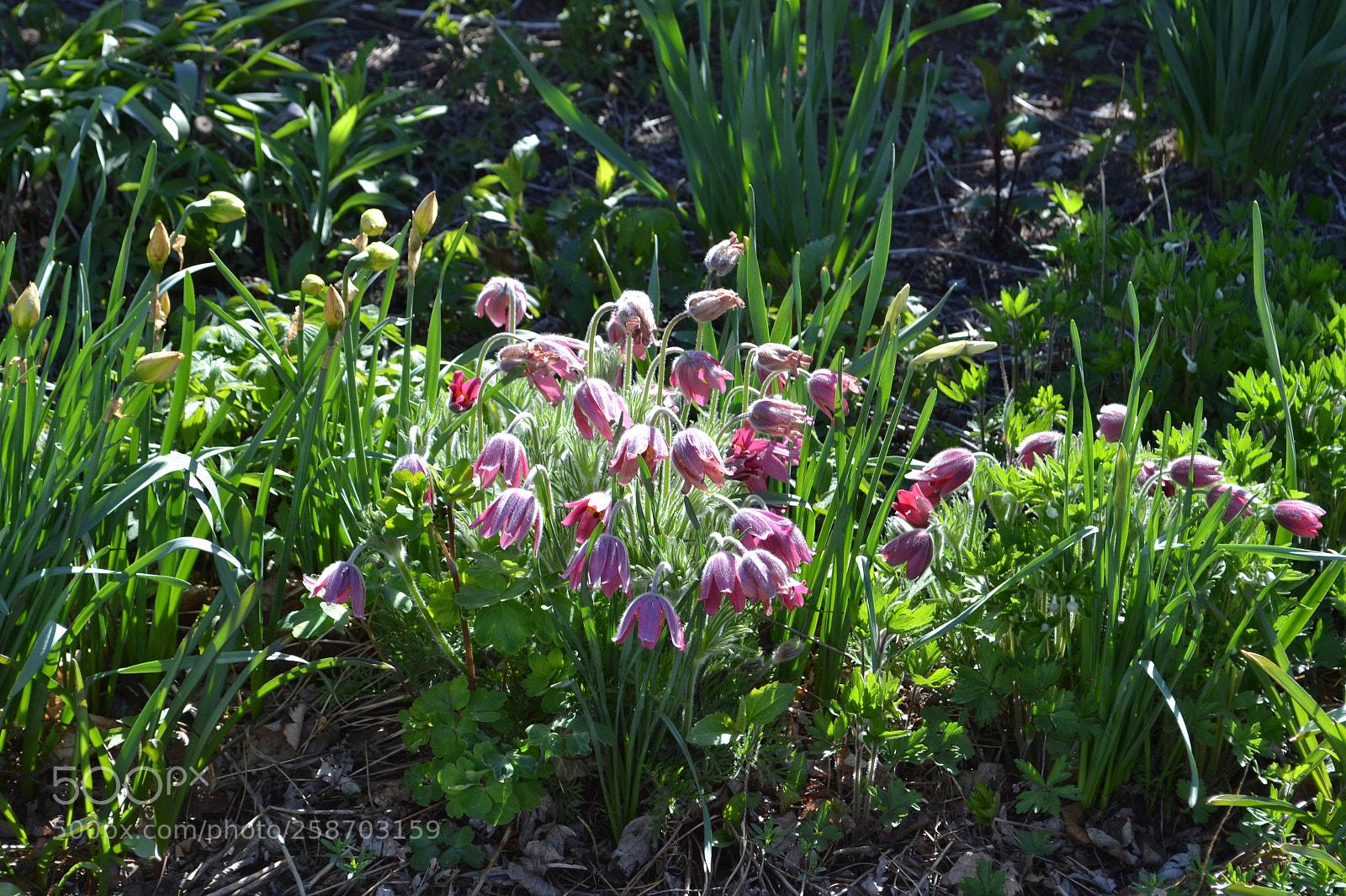 Nikon D3100 sample photo. Spring garden photography