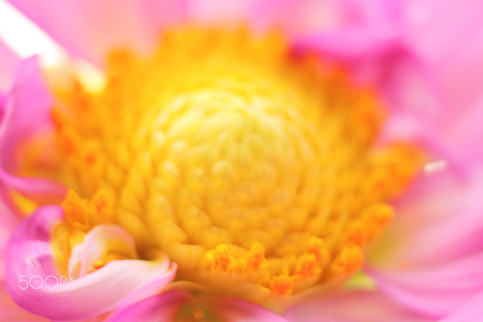Canon EOS 7D + Canon EF 50mm F1.8 II sample photo. Pollen photography
