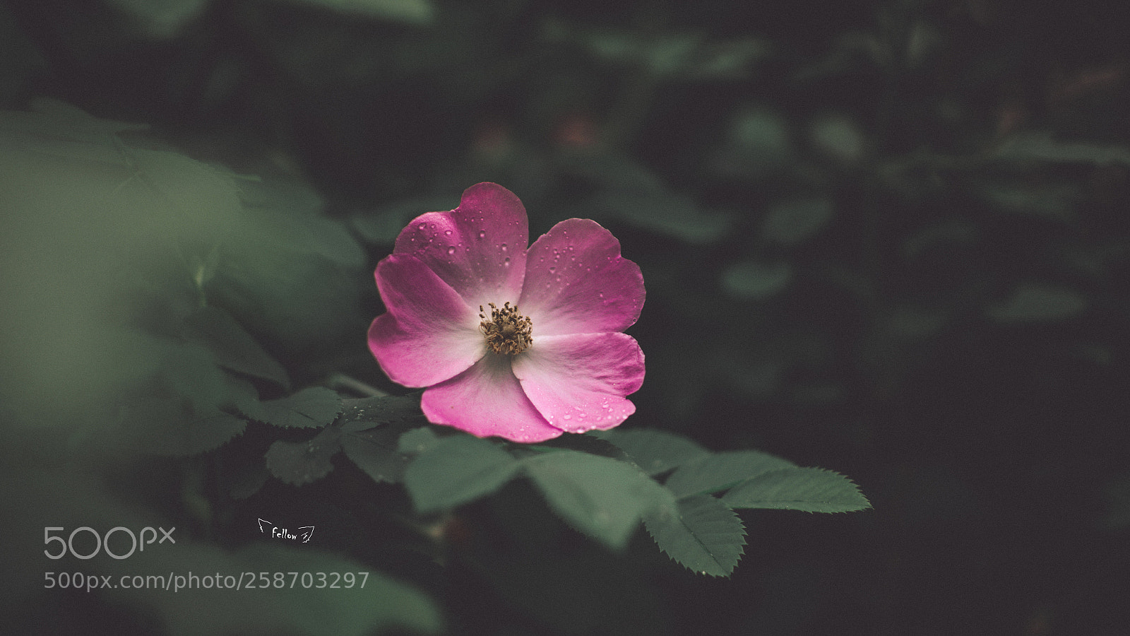 Nikon D7000 sample photo. The pink beauty photography