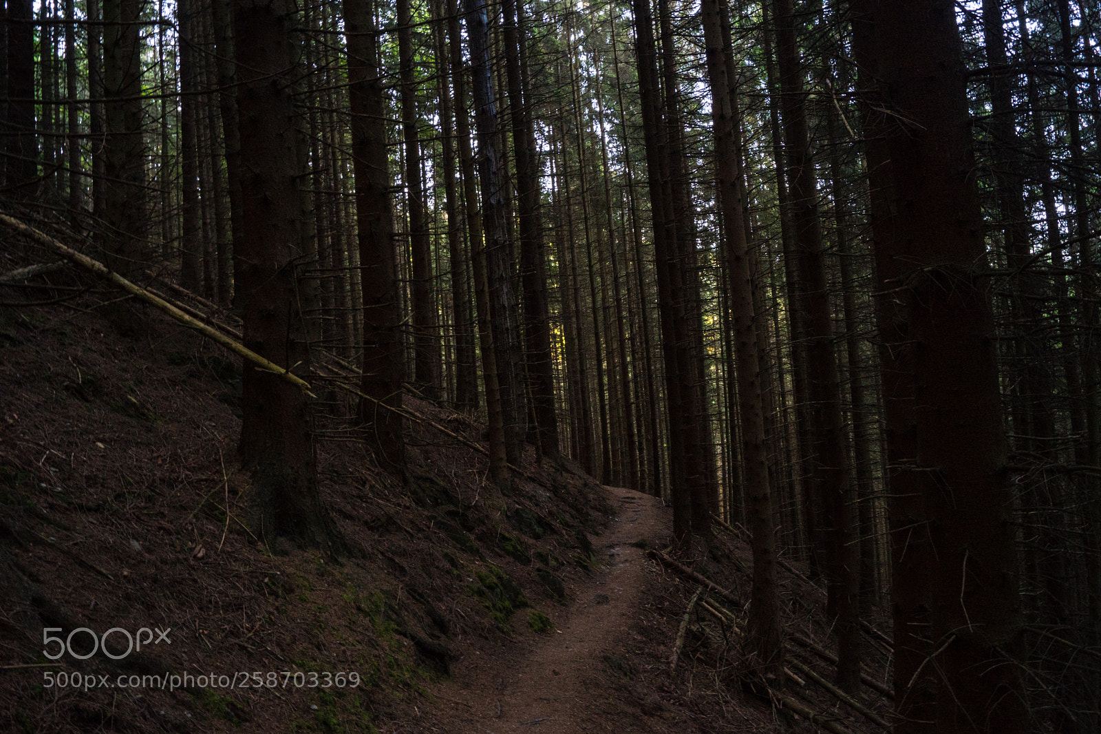 Sony SLT-A68 sample photo. Im wald photography