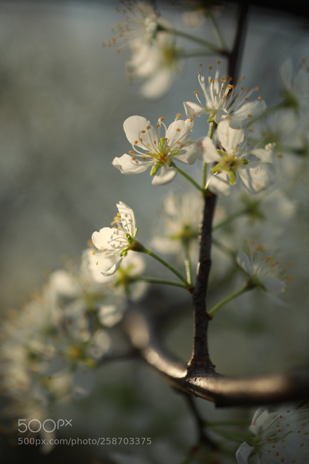 Canon EOS 5D Mark IV sample photo. Sun kissed photography