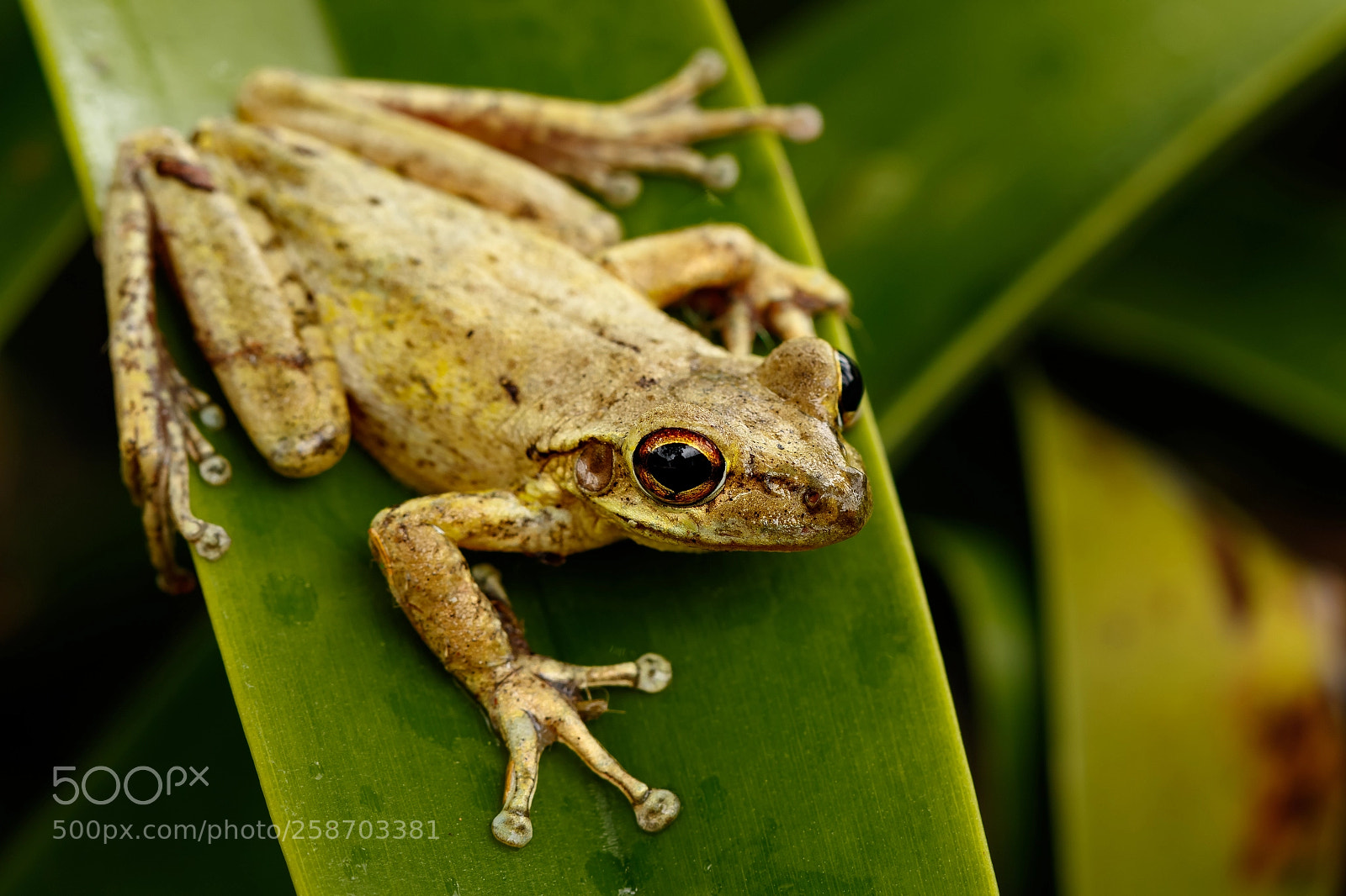 Canon EOS 7D Mark II sample photo. Tree frog photography