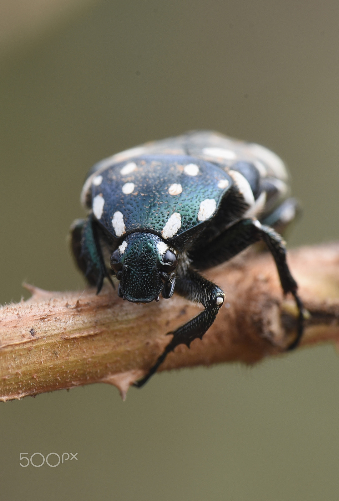 Nikon AF-S Micro-Nikkor 105mm F2.8G IF-ED VR sample photo. White spotted black beetle photography