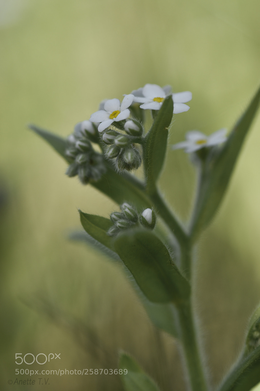 Nikon D5500 sample photo. Forget me not .. photography
