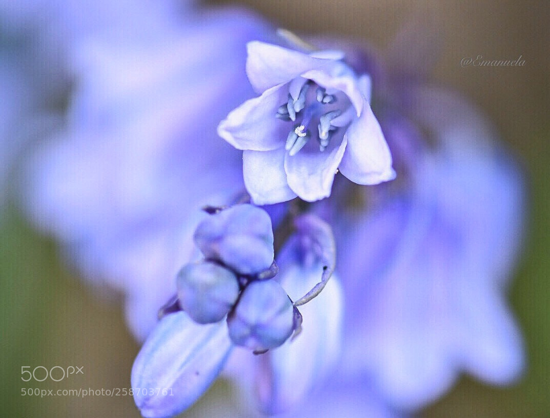 Nikon D7200 sample photo. Purple jewel  photography