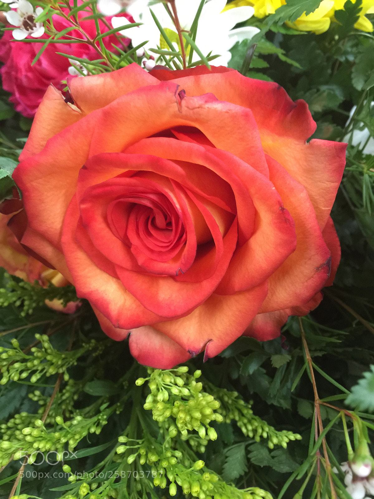 Apple iPhone 6 Plus sample photo. Today’s flower ?  photography