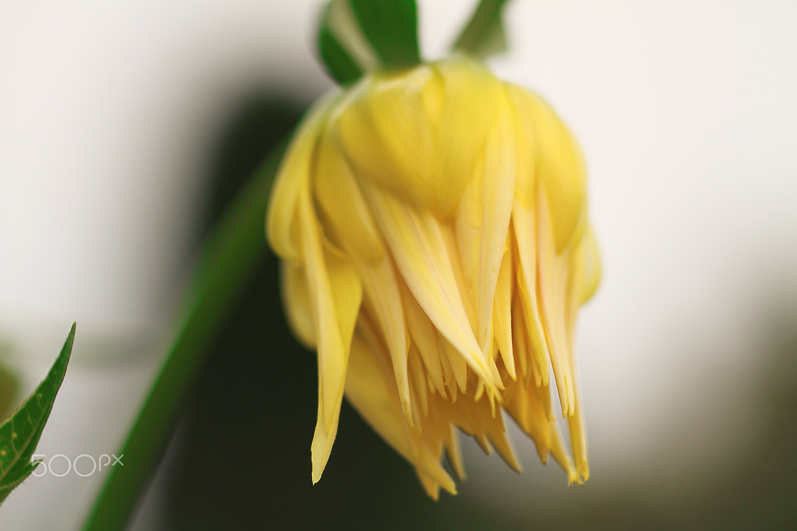 Canon EOS 7D + Canon EF 50mm F1.8 II sample photo. Bud unfolds photography