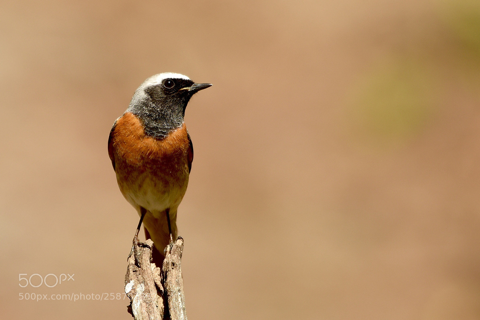 Nikon D810 sample photo. Common redstart photography