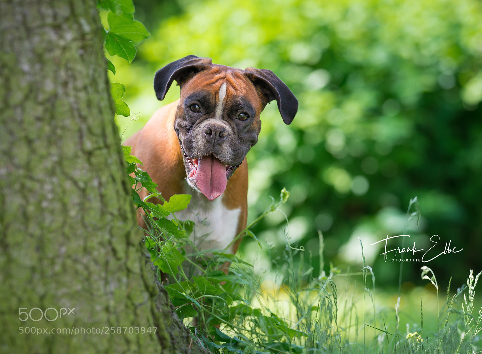 Nikon D610 sample photo. Untitled photography
