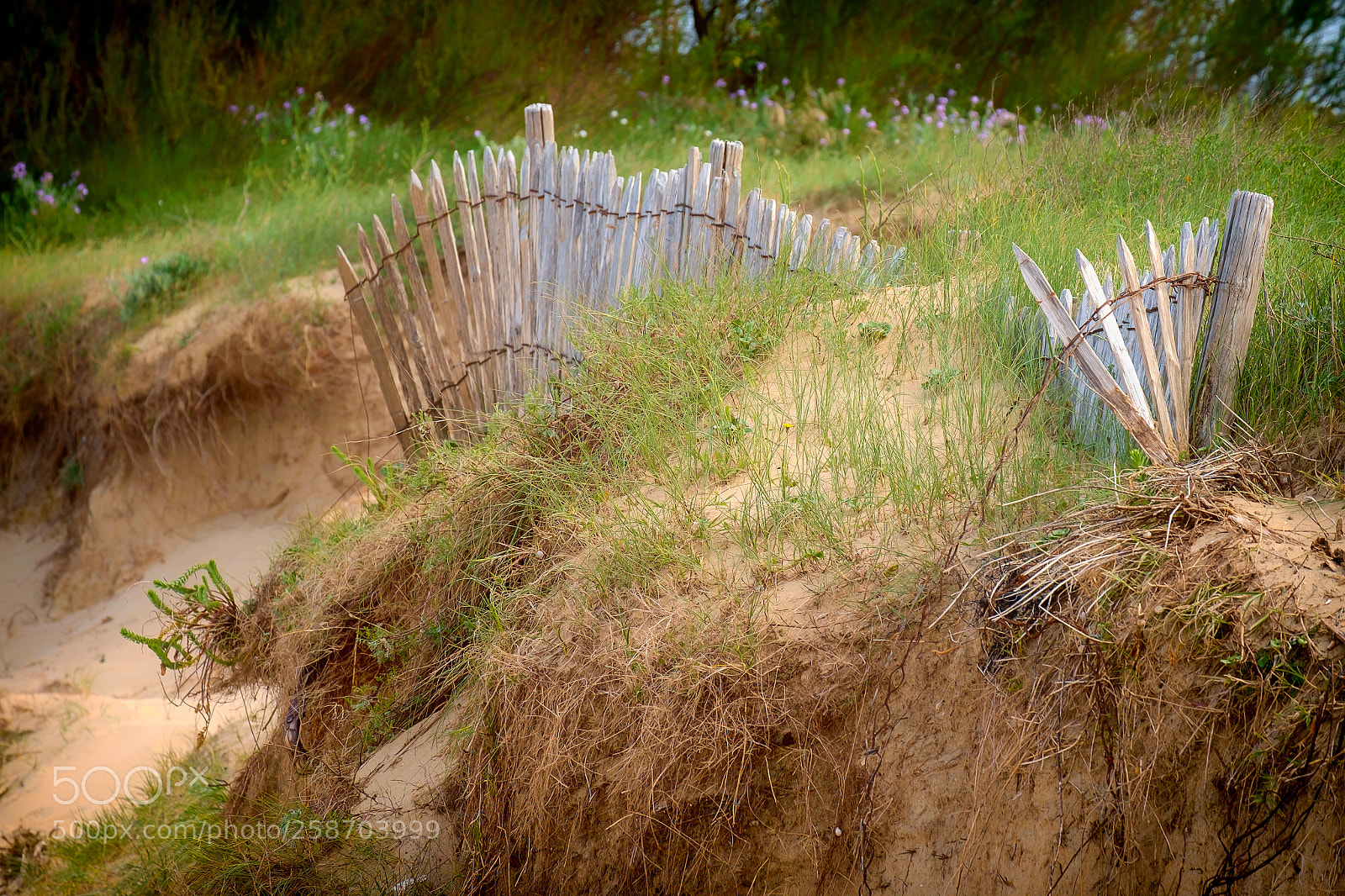 Fujifilm X-Pro1 sample photo. Fragilité de la dune photography