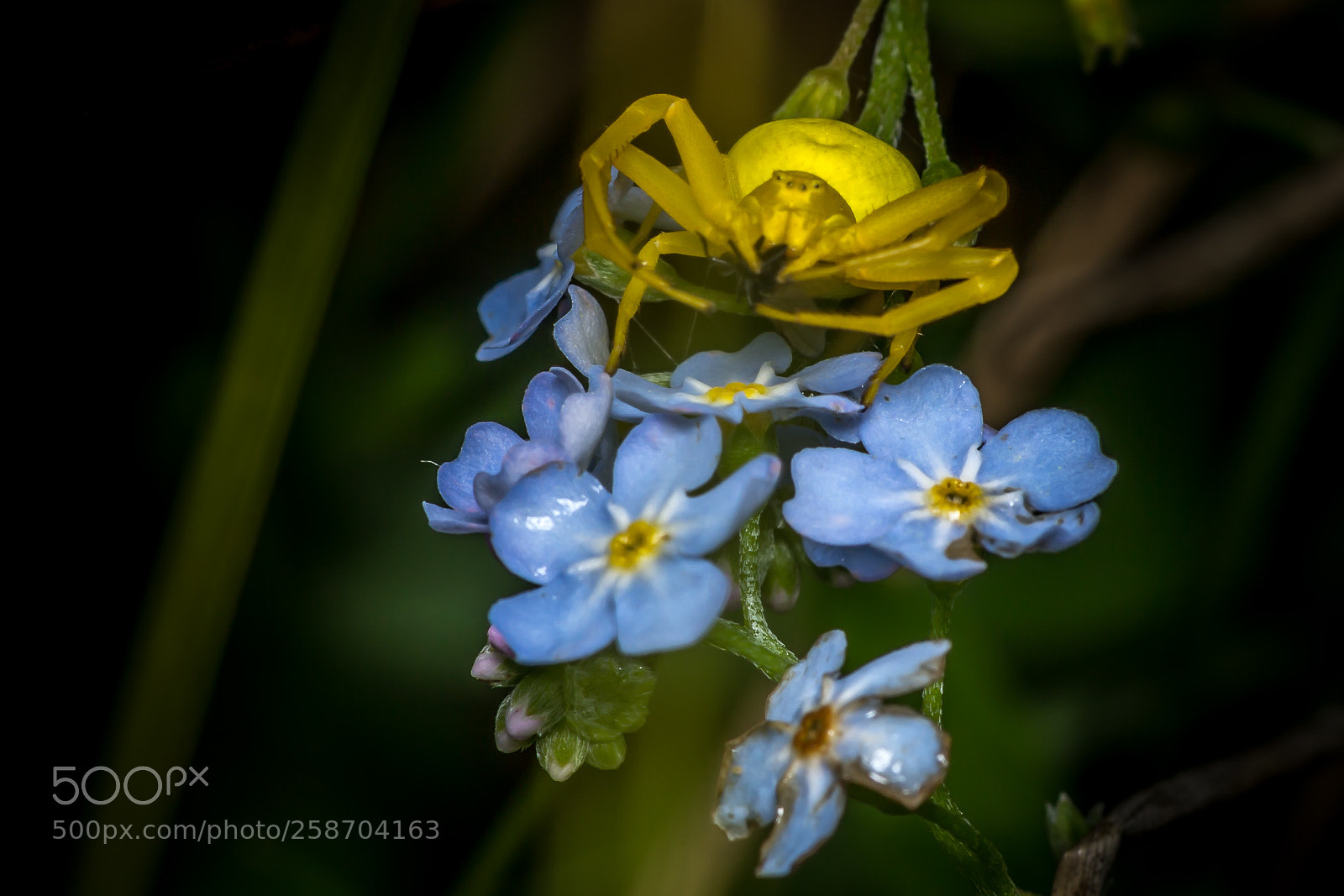Canon EOS 60D sample photo. Krabbenspinne photography