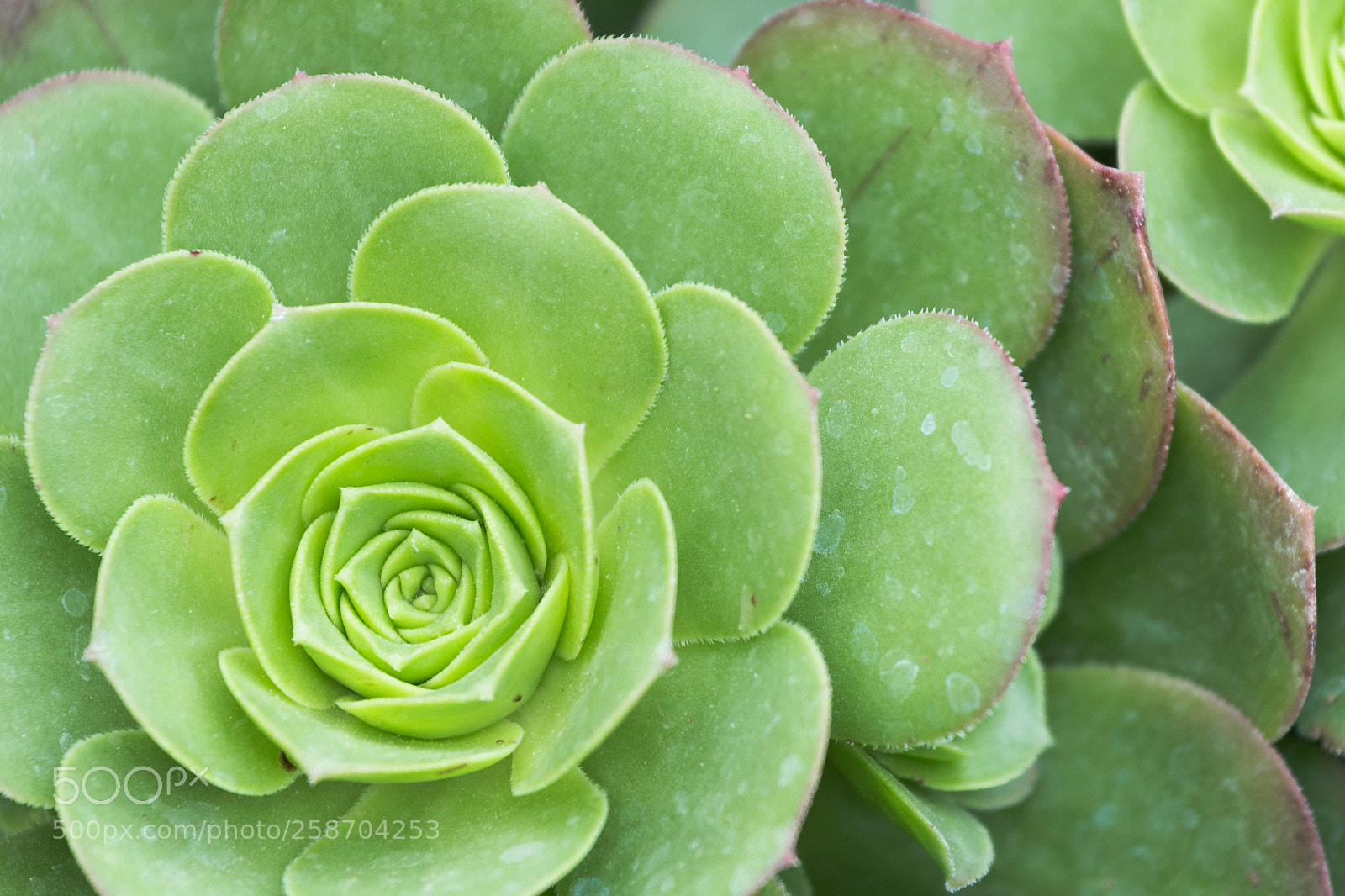 Canon EOS 6D sample photo. Succulent plant photography