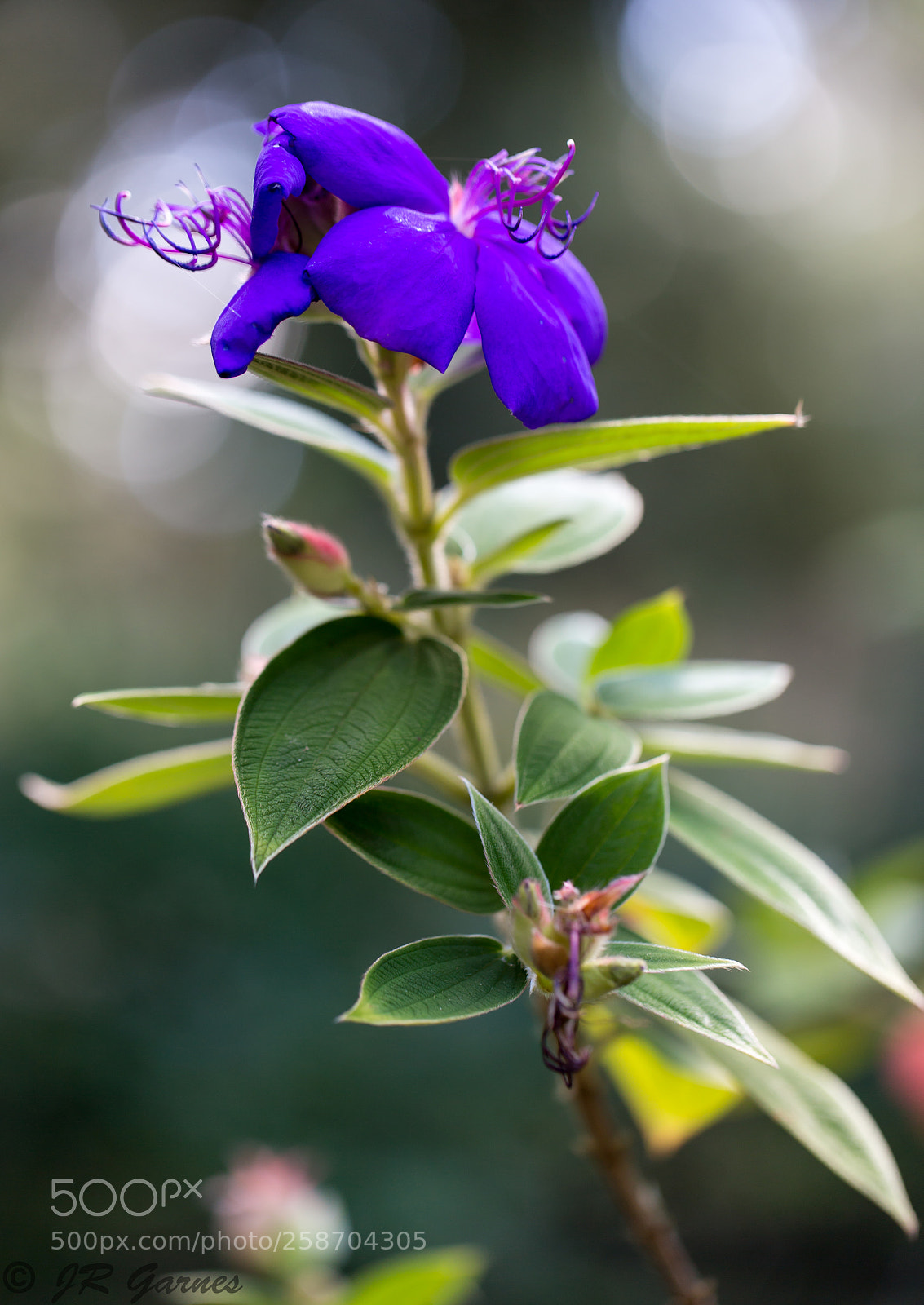 Canon EOS 6D sample photo. Purple power photography