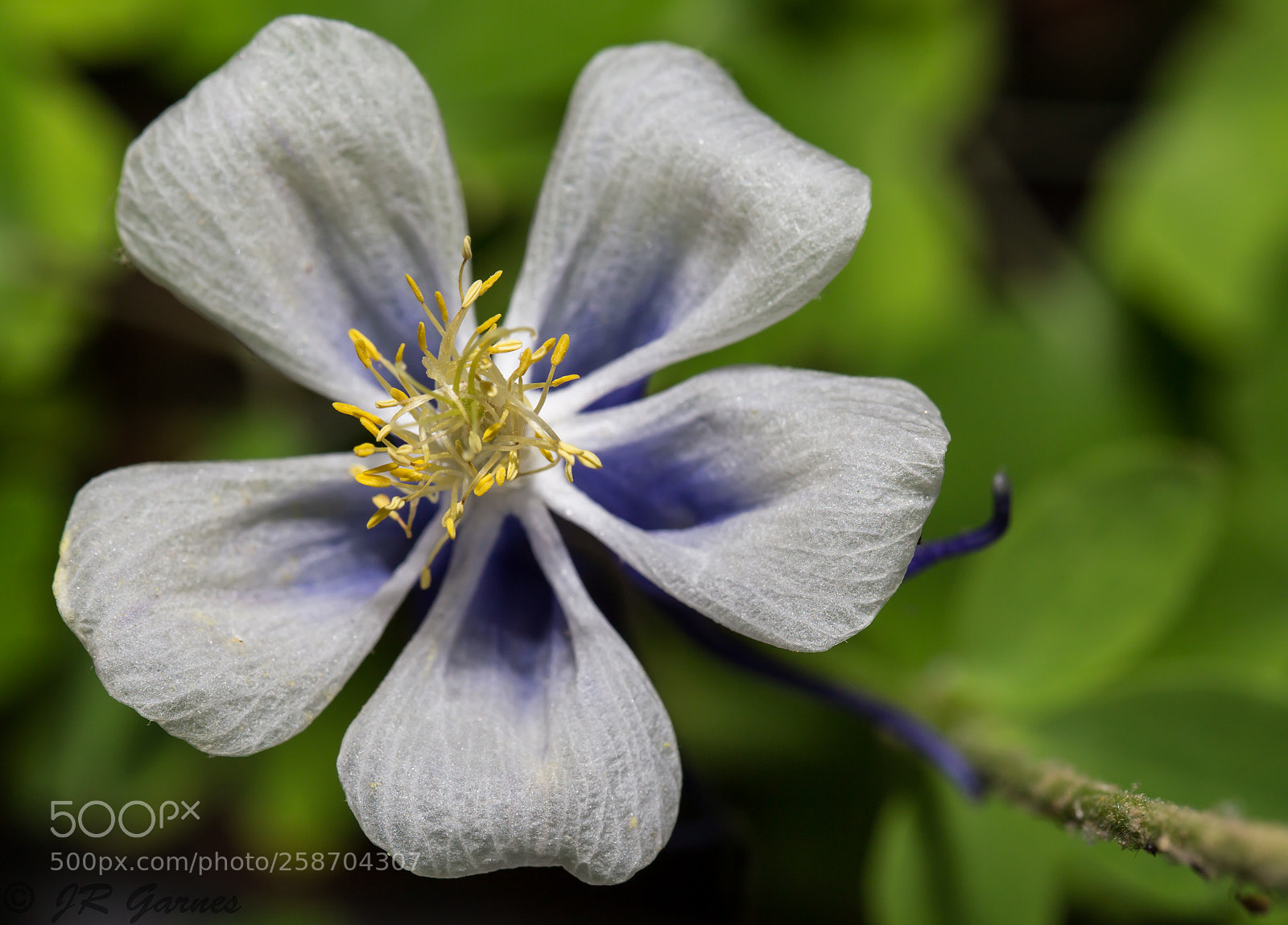 Canon EOS 6D sample photo. Pollenating photography