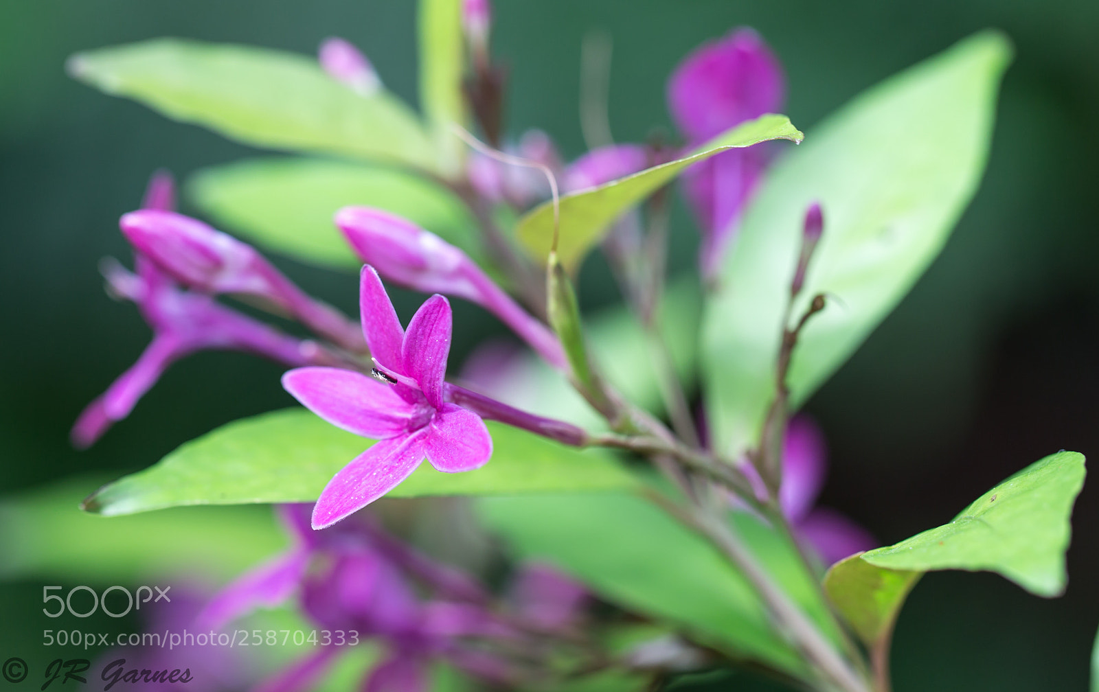 Canon EOS 6D sample photo. Pink hues photography