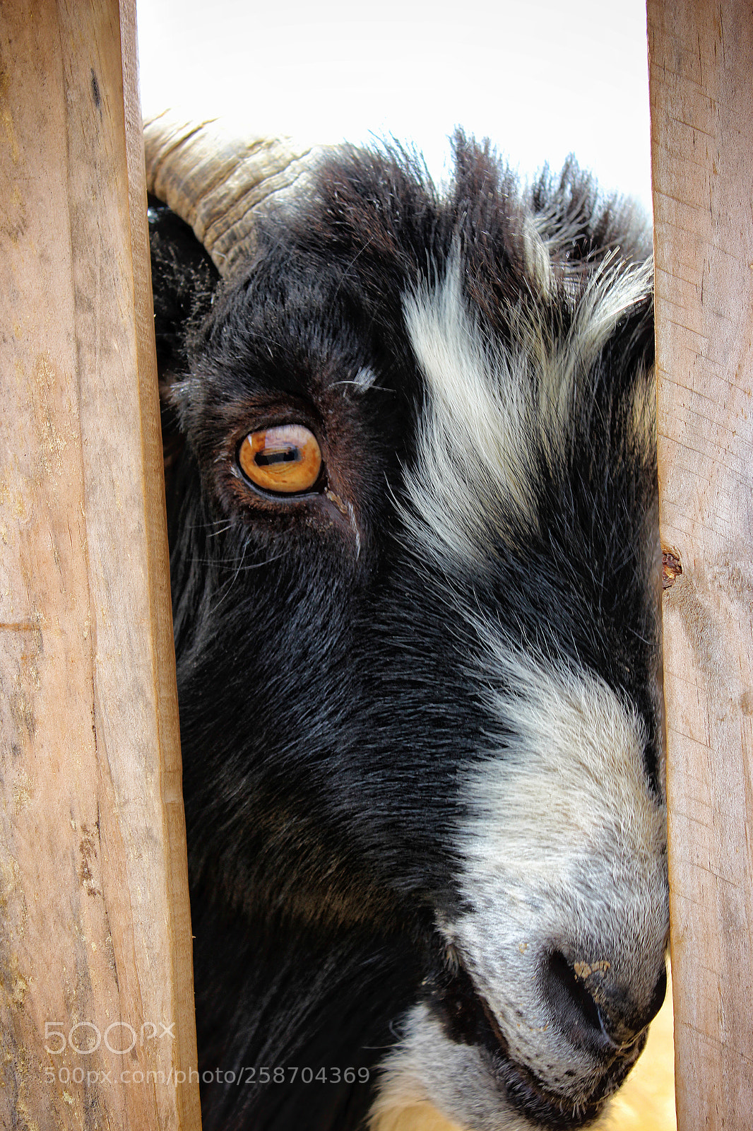 Canon EOS 600D (Rebel EOS T3i / EOS Kiss X5) sample photo. Who's there!? photography